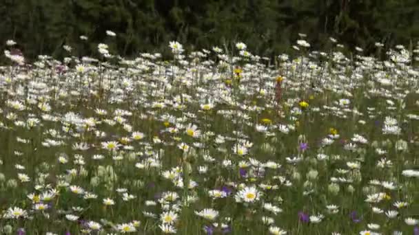 夏季牧场 有雏菊 全景4K — 图库视频影像