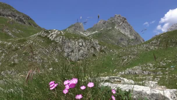 Paisaje Con Clavel Salvaje Entre Las Montañas Parque Durmitor Montenegro — Vídeos de Stock