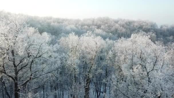 Vista Aérea Del Bosque Invierno Cubierto Nieve Heladas Vista Inclinada — Vídeos de Stock