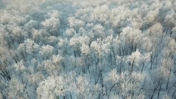 Aerial View Winter Forest Covered Snow Hoarfrost — Stock Video