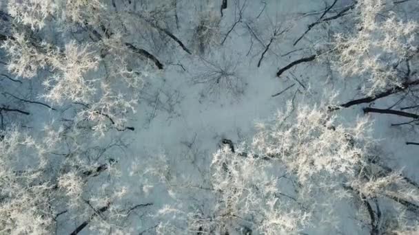 覆盖着白雪和白霜的冬季森林的空中景观 — 图库视频影像