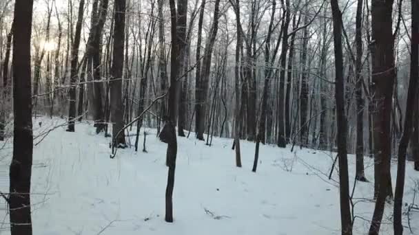 Verhuizen Het Winterbos Bij Zonsopgang — Stockvideo