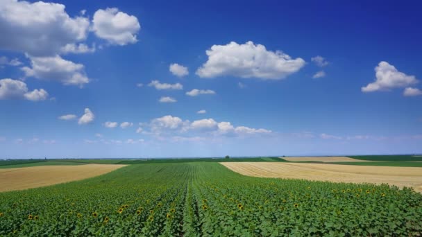 Paisaje Rural Con Campos Rayas Girasoles Trigo Serbia Timelapse — Vídeo de stock