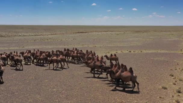 Letecký Pohled Skupinu Baktrian Velbloudů Stepi Mongolsko — Stock video