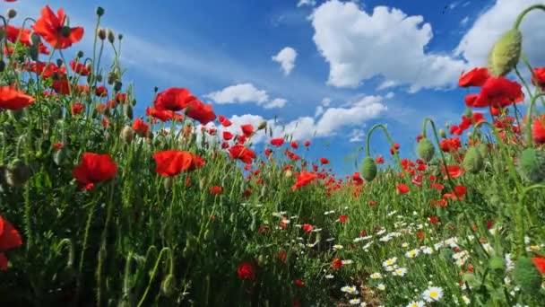 Veld Van Papaver Bloemen Madeliefjes Zomer — Stockvideo