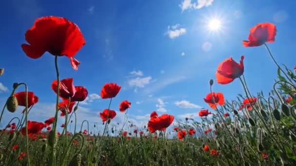 Amapolas Rojas Sol Cielo Azul Campo Amapola Verano — Vídeo de stock