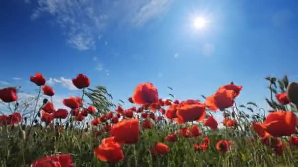 Kırmızı Gelincikler Mavi Gökyüzünde Güneş Haşhaş Tarlası — Stok video