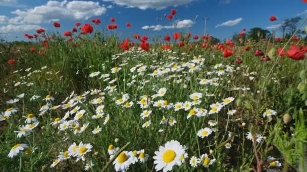 Yaz Aylarında Gelincik Çiçeği Papatya Tarlası — Stok video