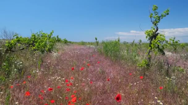 風の強い日に古い放棄されたブドウ畑でポピーとカモミールの花 — ストック動画