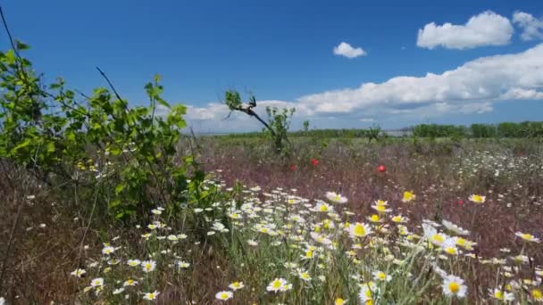 Wilde Kamille Bloemen Oude Verlaten Wijngaard — Stockvideo