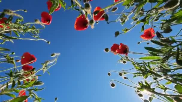 红色的罂粟和蓝色的天空的底部视图 夏季罂粟田 — 图库视频影像