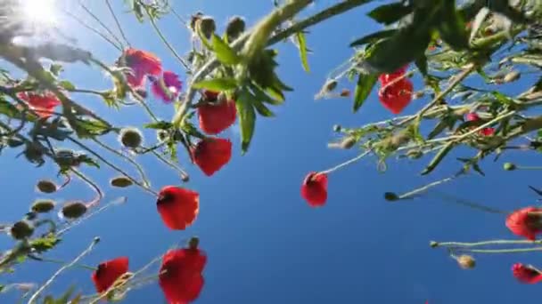 Vista Inferior Las Amapolas Rojas Cielo Azul Campo Amapola Verano — Vídeo de stock