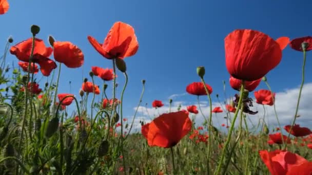 Rode Klaprozen Blauwe Lucht Zomer Papaverveld — Stockvideo