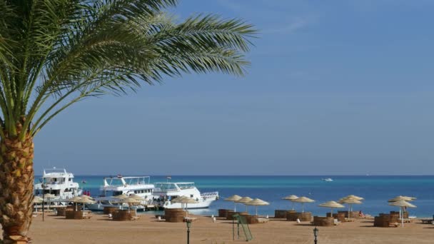Palm Yachts Umbrellas Sandy Tropical Beach Summer Vacation Sea — Stock Video