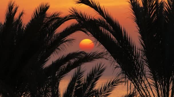 Prachtig Landschap Met Palmen Zonsopgang Zee — Stockvideo