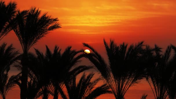 Krásná Krajina Palmami Východem Slunce Nad Mořem — Stock video