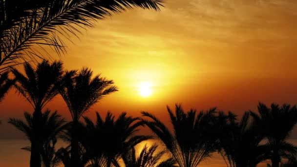 Beau Paysage Avec Palmiers Lever Soleil Sur Mer — Video