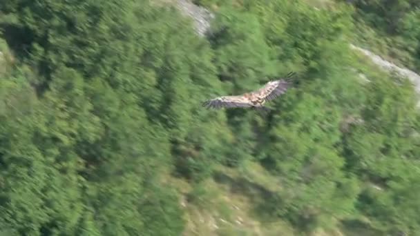 Gänsegeier Raubvogel Fliegt Über Den Fluss Uvac Serbien — Stockvideo