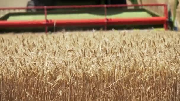 联合收割机收割田里成熟的小麦 特写4K — 图库视频影像