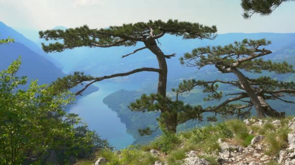 Utsikt Från Berömda Banjska Stena Drina Floden Tara National Park — Stockvideo