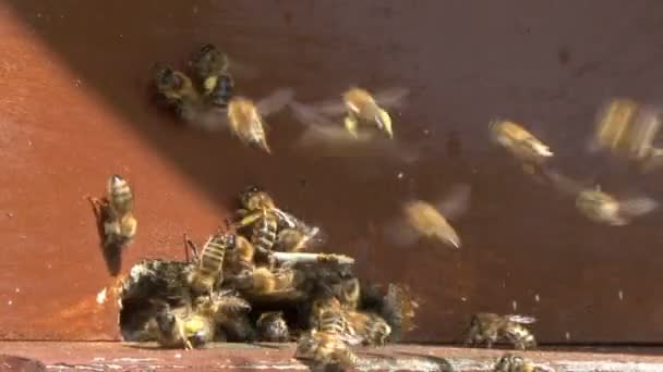 Bienenstock Bienen Fliegen Bienenstock Tragen Pollen Von Feldern — Stockvideo