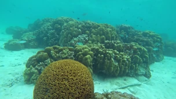 Koraller Och Mycket Fisk Andamansjön Thailand — Stockvideo