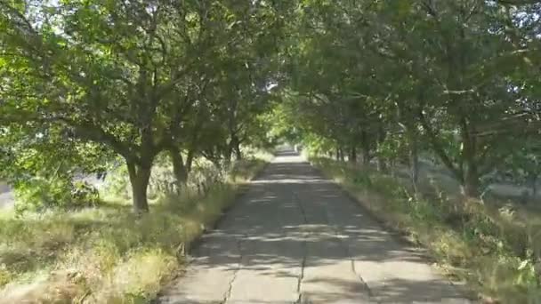 在树与树之间的路上开车 — 图库视频影像