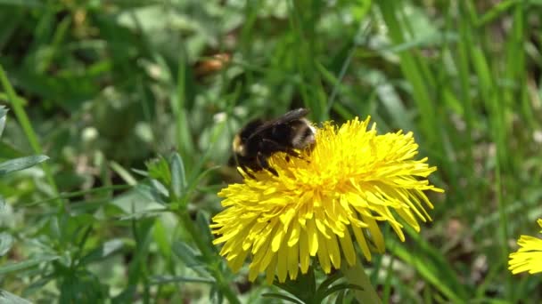 黄蒲公英上的大黄蜂在春天的特写 — 图库视频影像