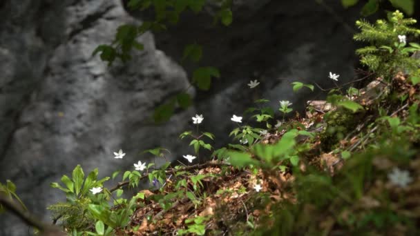Flores Anêmona Branca Montanhas Alpes Primavera — Vídeo de Stock