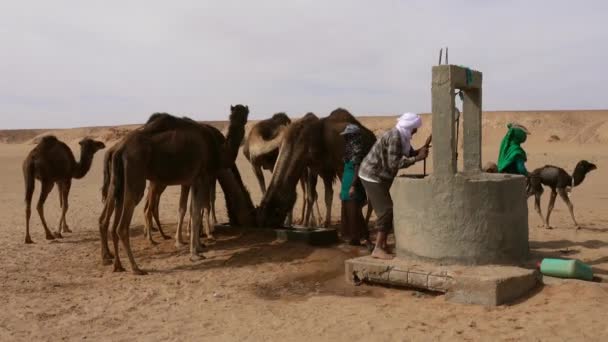 Kasr Bounou Morocco Circa 2018年2月 バーバーはサハラ砂漠 モロッコ アフリカ 4Kのラクダに水を注ぐ — ストック動画