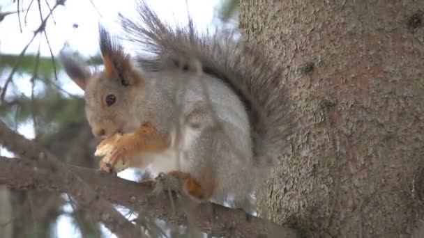 Alimentación Ardillas Invierno — Vídeo de stock