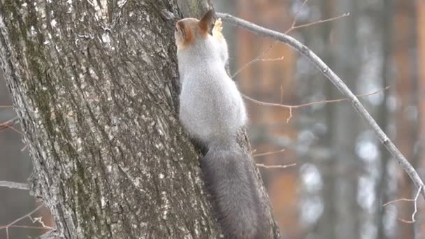 Alimentation Des Écureuils Hiver — Video