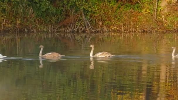 Семья Белых Лебедей Плавает Вдоль Осеннего Озера — стоковое видео