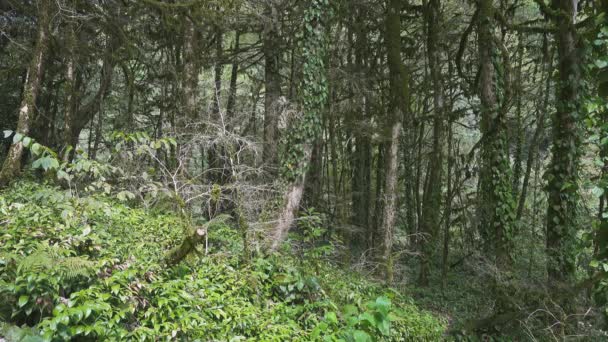 Paisagem Com Árvores Cobertas Musgo Bosque Buxo Nas Montanhas Cáucaso — Vídeo de Stock