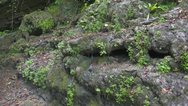 Paesaggio Con Una Sorgente Che Scorre Una Roccia Ricoperta Muschio — Video Stock