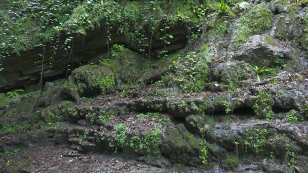 Paisaje Con Manantial Que Fluye Sobre Una Roca Cubierta Musgo — Vídeos de Stock