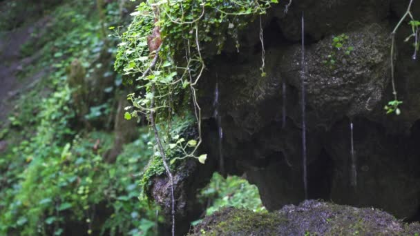 Paisaje Con Manantial Que Fluye Sobre Una Roca Cubierta Musgo — Vídeo de stock