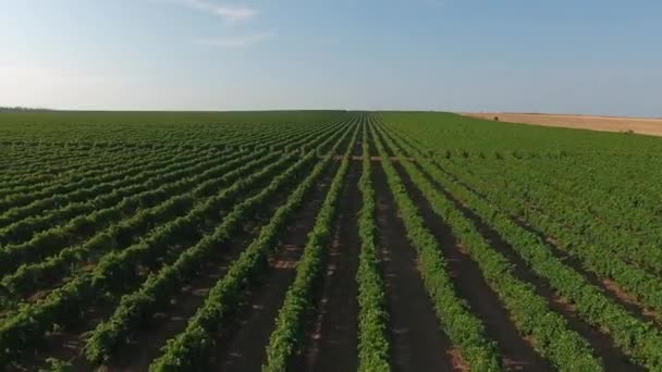 Pemandangan Udara Pada Kebun Anggur Yang Luas Taman Wilayah Rusia — Stok Video