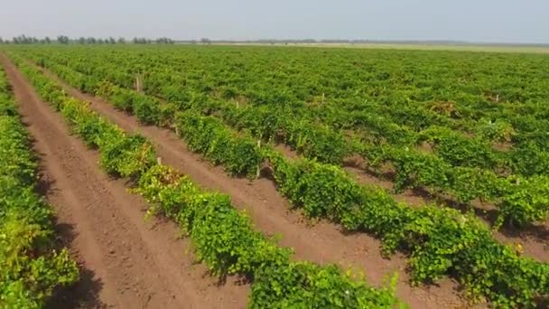 Vista Aérea Extensos Viñedos Región Taman Rusia — Vídeo de stock