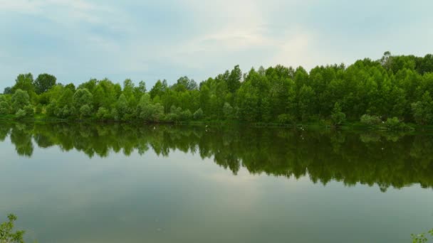 Bosque Orilla Del Río Refleja Agua Las Gaviotas Vuelan Sobre — Vídeos de Stock