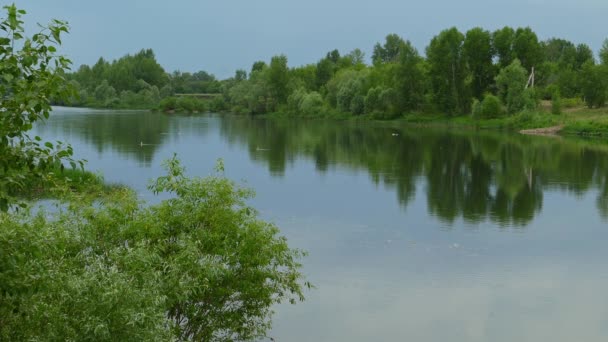 Пейзаж Лісом Березі Річки Влітку — стокове відео