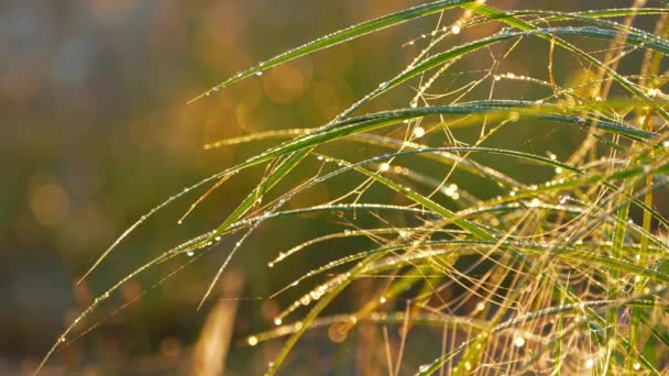 Dew Drops Grass Dawn Close Seup — стоковое видео