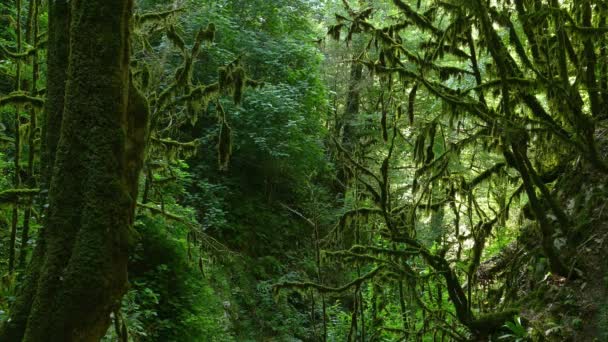 コーカサス山脈のボックスウッドの森の苔で覆われた木の風景 — ストック動画
