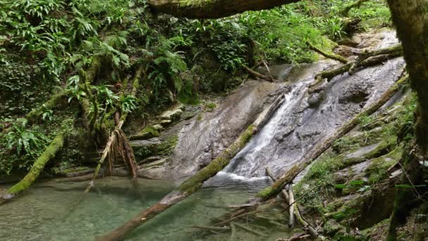在高加索山脉夏季森林的岩石中流淌着瀑布的景观 — 图库视频影像