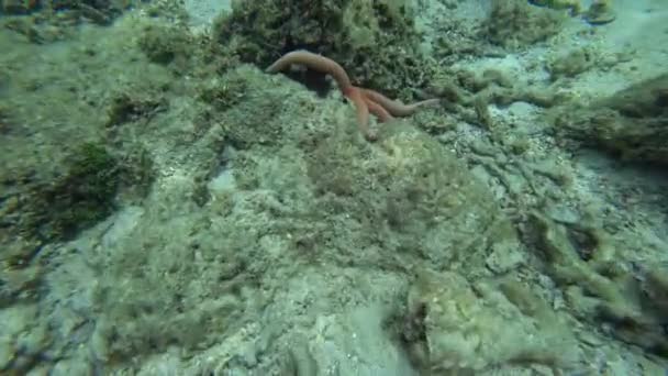 Estrella Mar Azul Roja Sobre Corales Bajo Agua — Vídeo de stock
