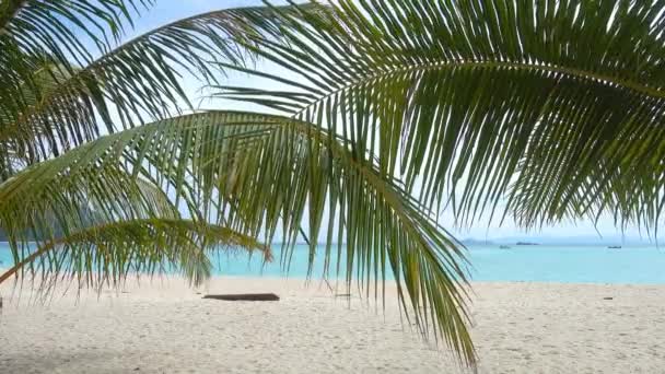 Hojas Palma Playa Arena Blanca Fondo Tropical — Vídeos de Stock