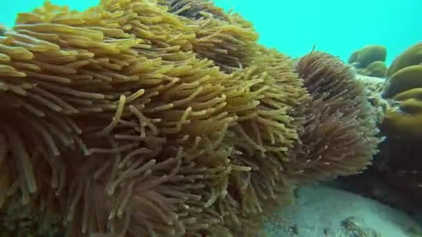 Planta Anémona Coral Mar Bajo Agua — Vídeos de Stock