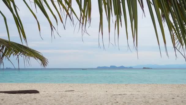 Folhas Palma Praia Areia Branca Fundo Tropical — Vídeo de Stock