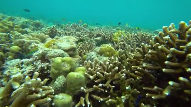 Corales Gran Cantidad Peces Mar Andamán Tailandia — Vídeo de stock