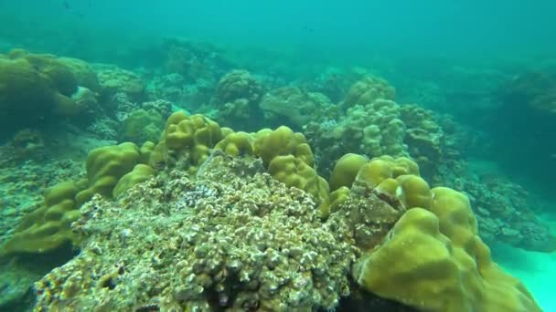 Кораллы Рыба Андаманском Море Таиланд — стоковое видео